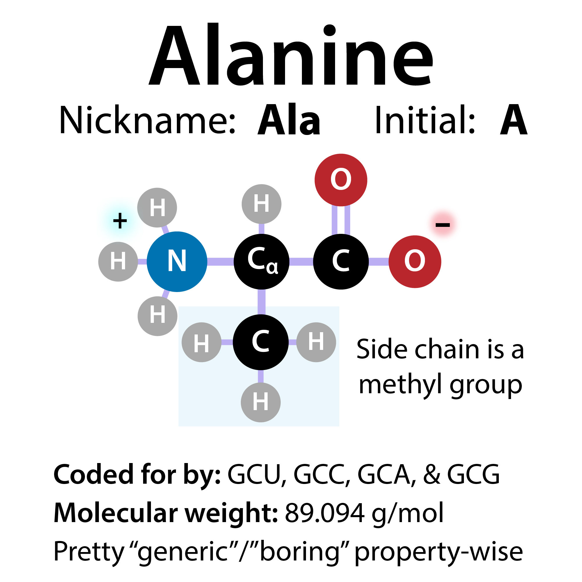 Alanine, chirality, glucose-alanine cycle