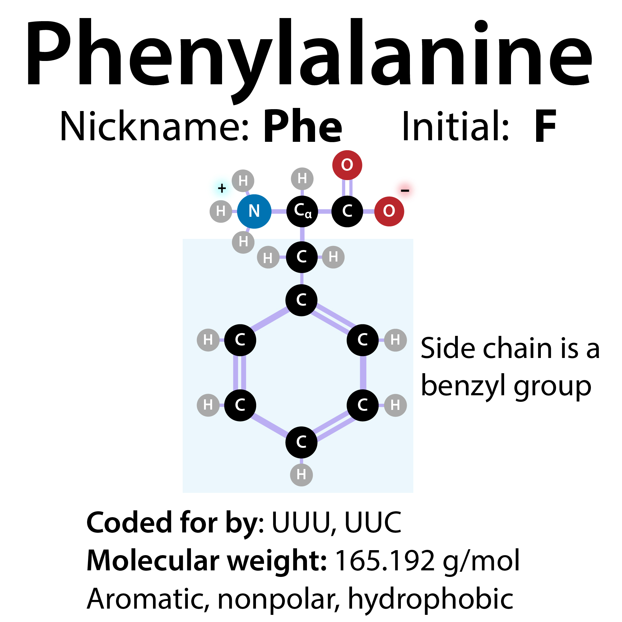 Phenylalanine, aromaticity, hydrocarbons, functional groups, and more!