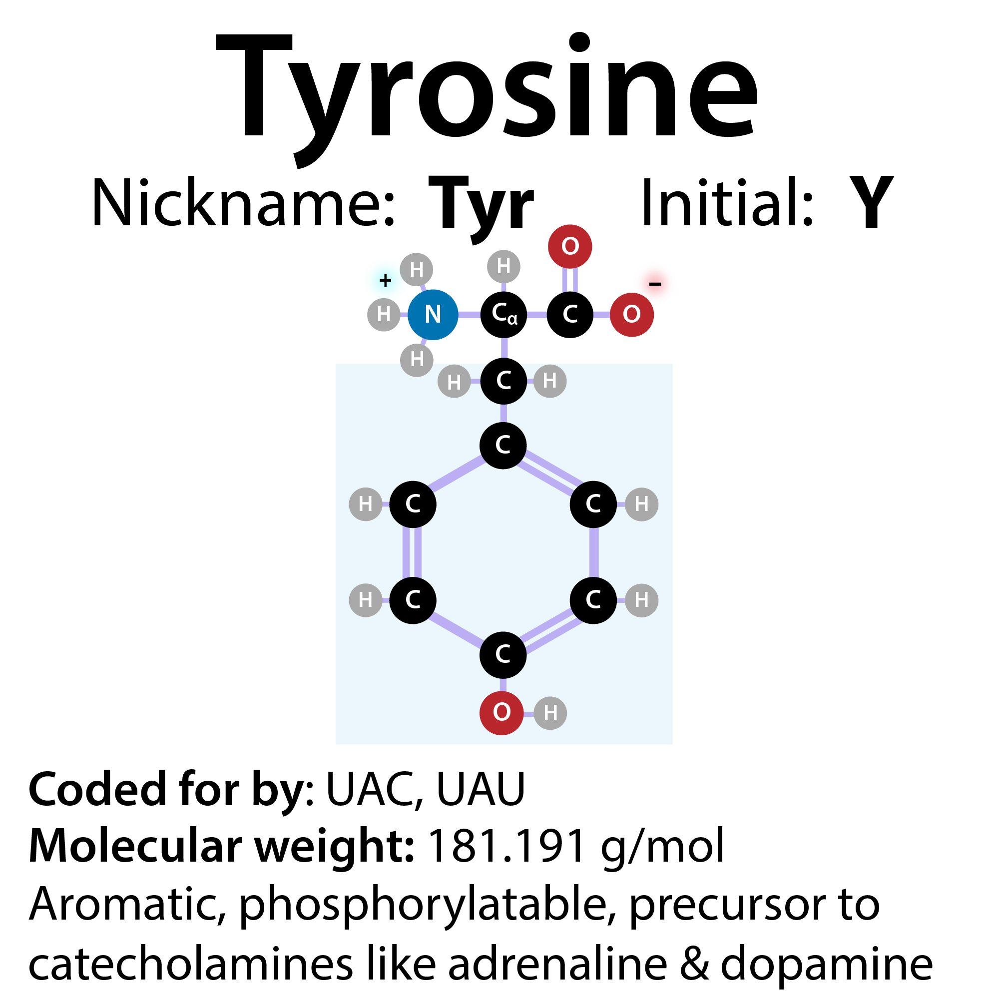 Tyrosine, hormones, neurotransmitters, catecholamines – and what the heck that means