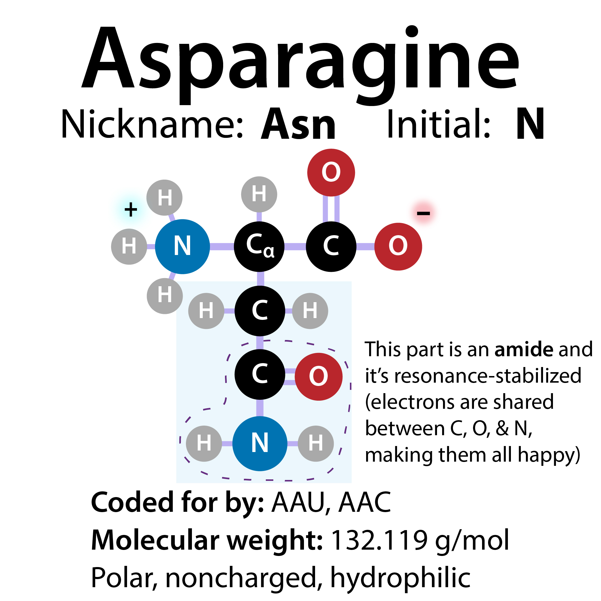 Asparagine and asparaginase treatment