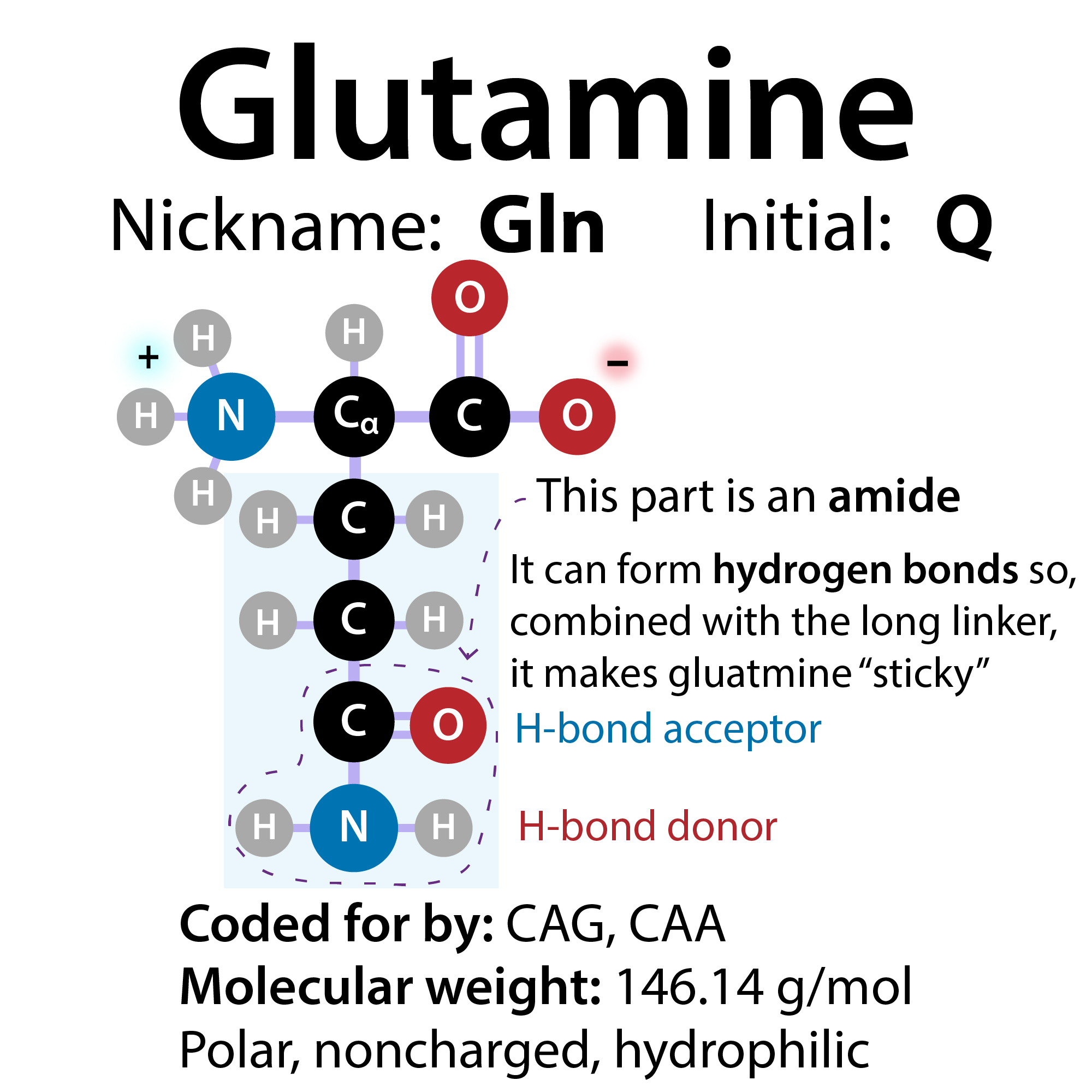Glutamine, Huntington’s disease, genetic diseases & mutation types