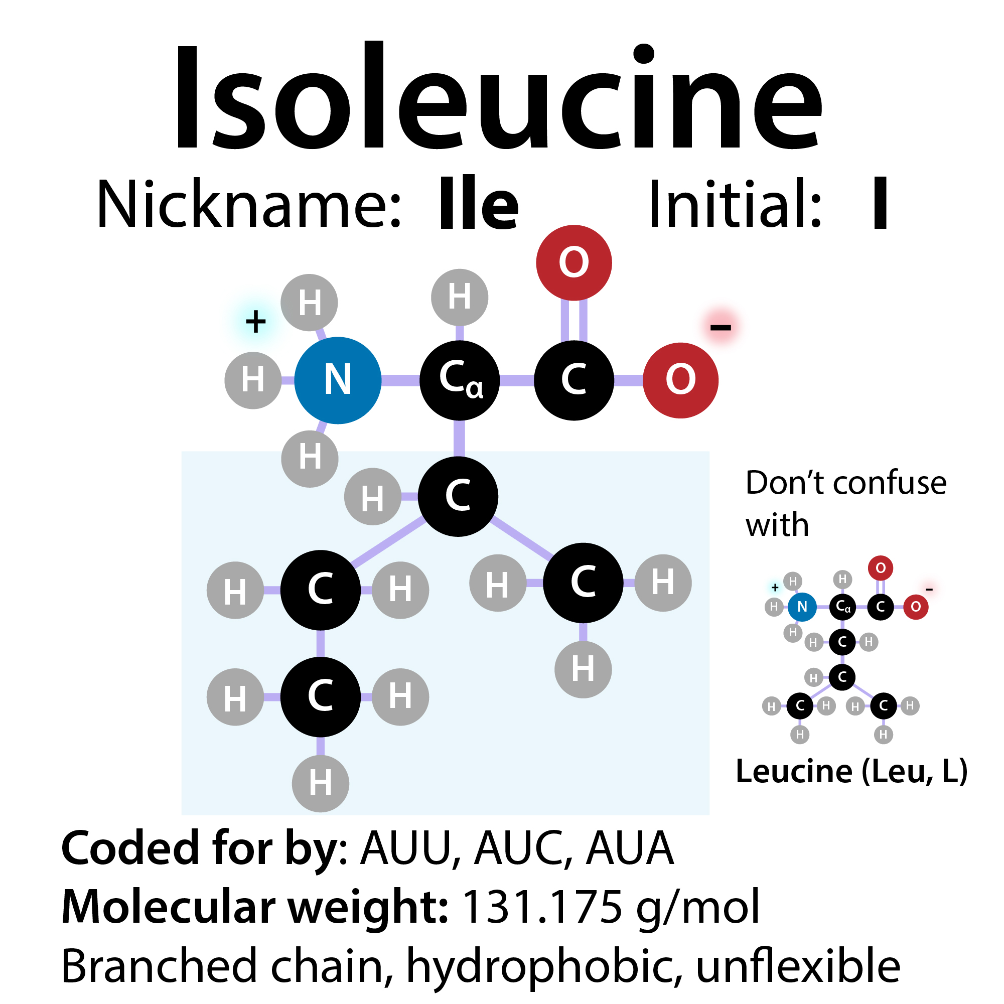 Isoleucine, Maple Syrup Urine Disease