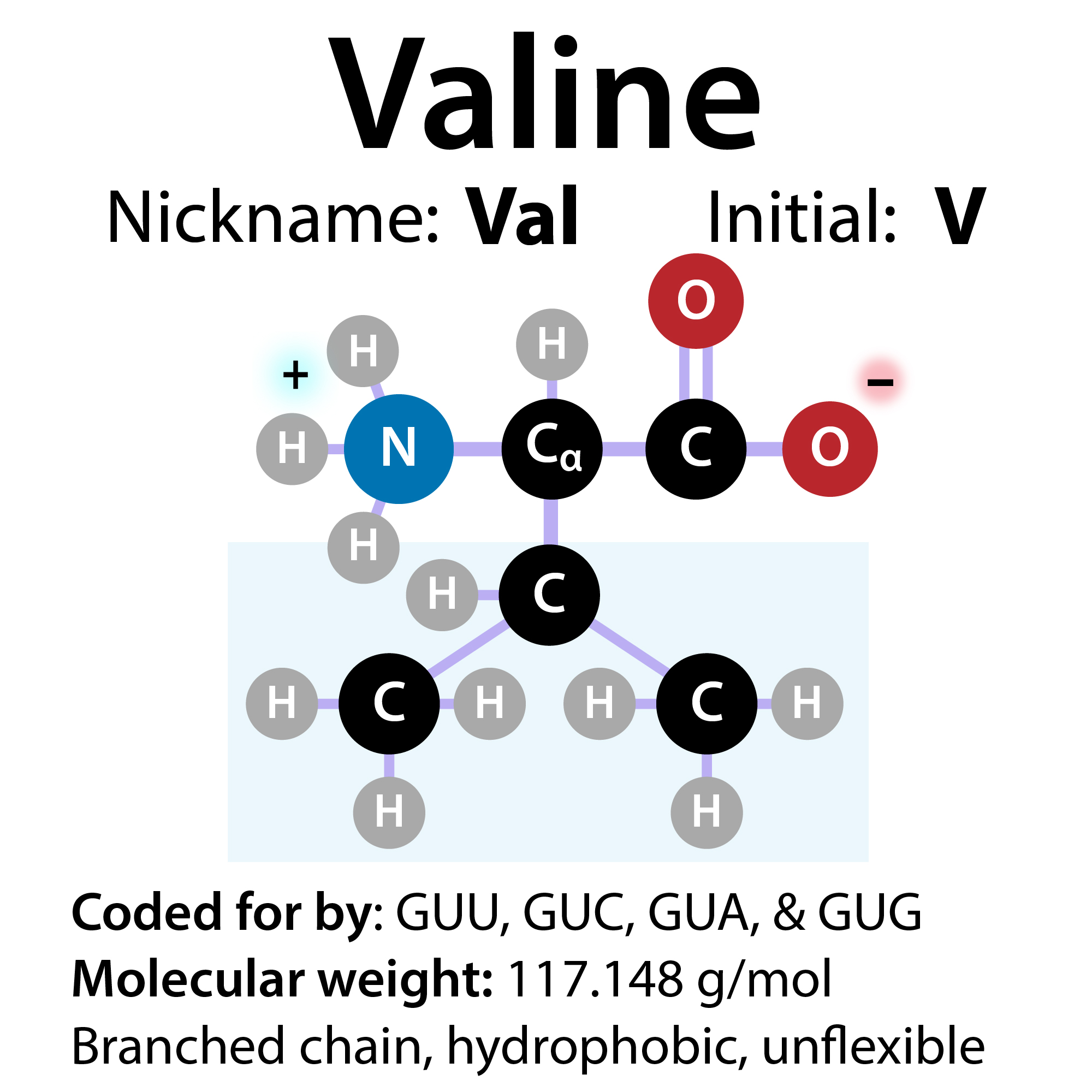 Valine, branched-chain amino acid breakdown