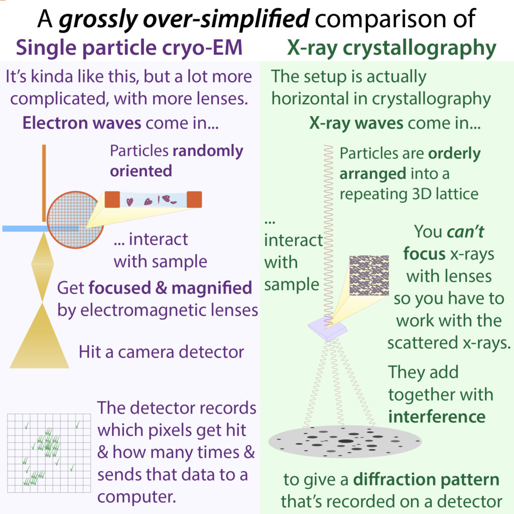 Cryo-electron microscopy (cryo-EM) & structural biology – The